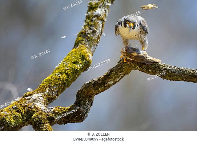 peregrine falcon (Falco peregrinus), male with prey, Song Thrush (Turdus philomelos), Germany, Baden-Wuerttemberg