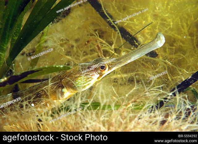Greater pipefish (Syngnathus acus), Greater pipefish, Other animals, Fish, Animals, pipefish, Greater pipefish adult, close-up of head, in eelgrass bed
