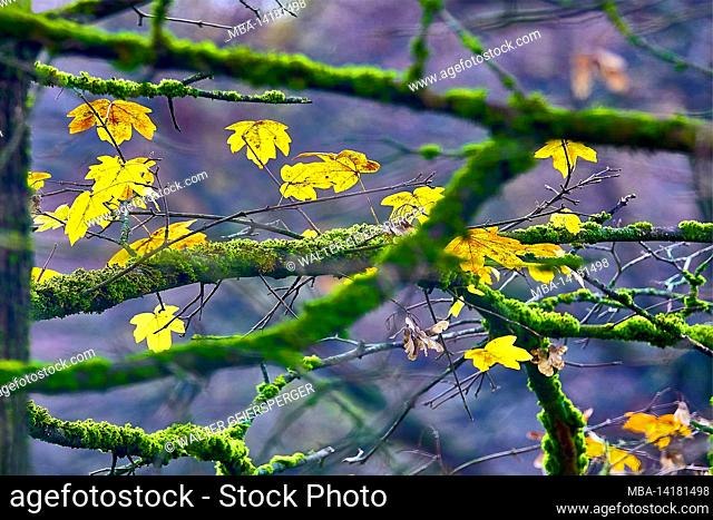 Autumn in the deciduous forest