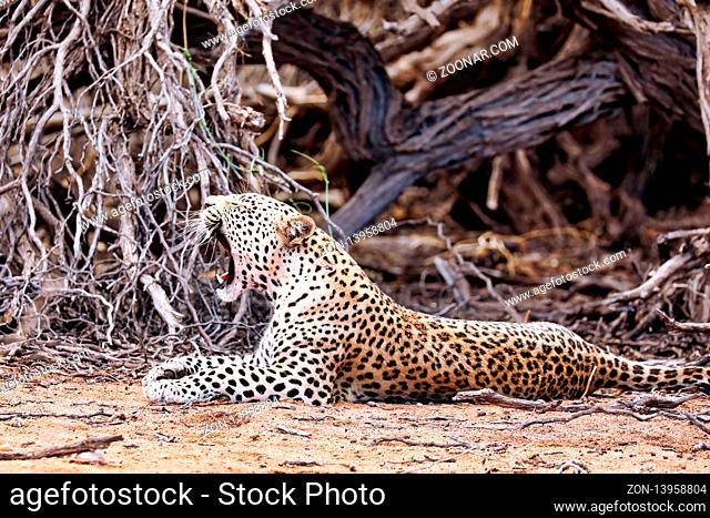 Leopard, Kgalagadi-Transfrontier-Nationalpark, Südafrika, (Panthera pardus) | Leopard, Kgalagadi Transfrontier National Park, South Africa, (Panthera pardus)