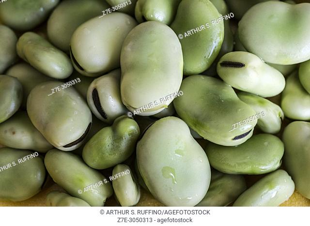Fresh, shelled broad beans (Vicia faba). Macro image