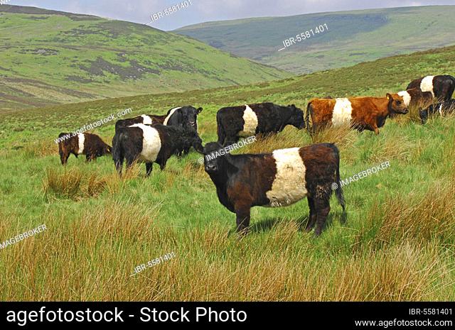 Domestic Cattle, Belted Galloway, herd, standing in upland pasture, near Slaidburn, Lancashire, England, United Kingdom, Europe