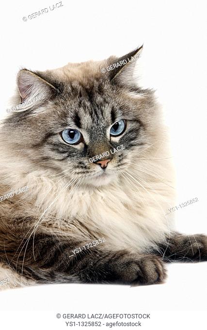 NEVA MASQUERADE SIBERIAN CAT, COLOR SEAL TABBY POINT, MALE AGAINST WHITE BACKGROUND