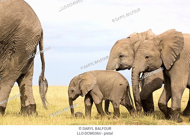 A baby elephant Loxodonta follows its mother, closely followed by two older attendant calves, Amboseli National Park, Kenya