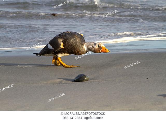 Falkland Islands , Sea LIon island , Falkland Flightless Steamer Duck  Tachyeres brachypterus  , Order : Anseriformes , Family : Anatidae