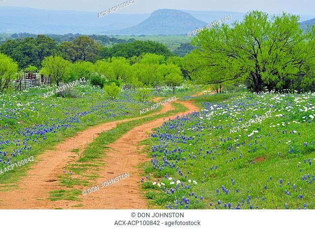 Texas bluebonnets and prickly poppies flowering along a country road, with spring mesquite trees, Willow City, Gillespie County, Texas, USA