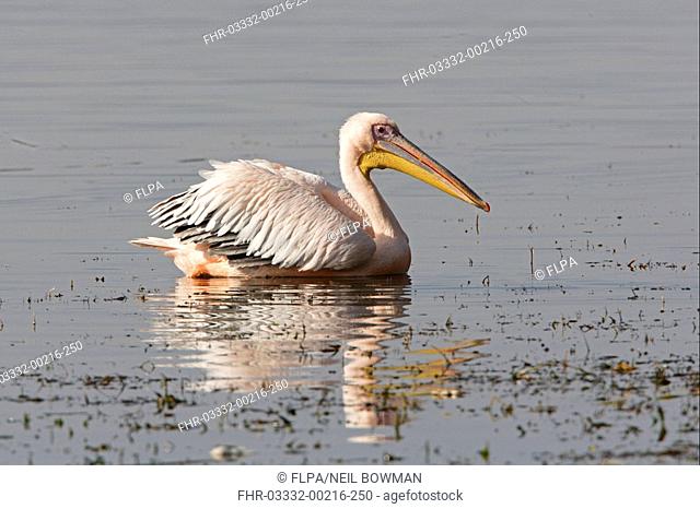 Great White Pelican Pelecanus onocrotalus adult, breeding plumage, swimming, Lake Awassa, Great Rift Valley, Ethiopia, april