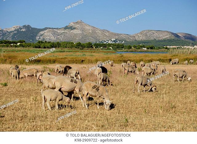 Flock of sheep grazing, Reserva natural de l'Albufereta, bahia de Pollensa, Mallorca, Balearic Islands, Spain