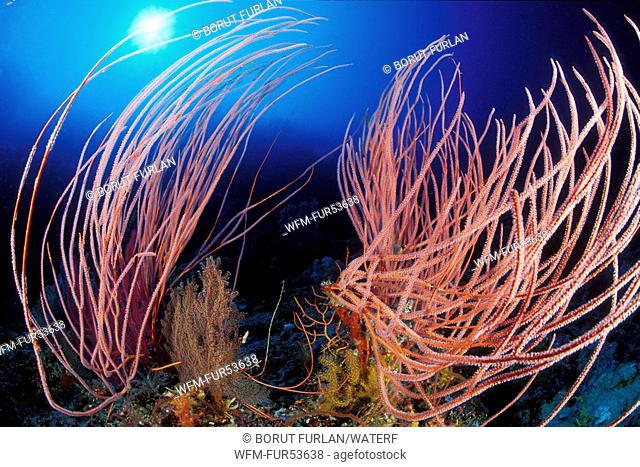 Whip Corals, Ellisella sp., South Pacific, Solomones Islands