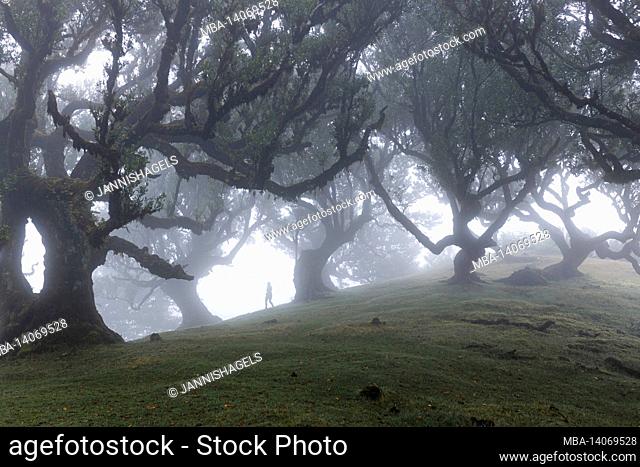 laurel trees and hikers in the foggy highlands of madeira island