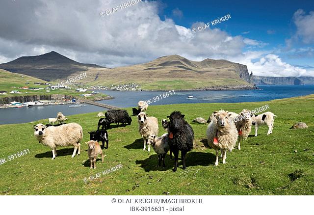 Sheep, Vágar, Faroe Islands, Denmark