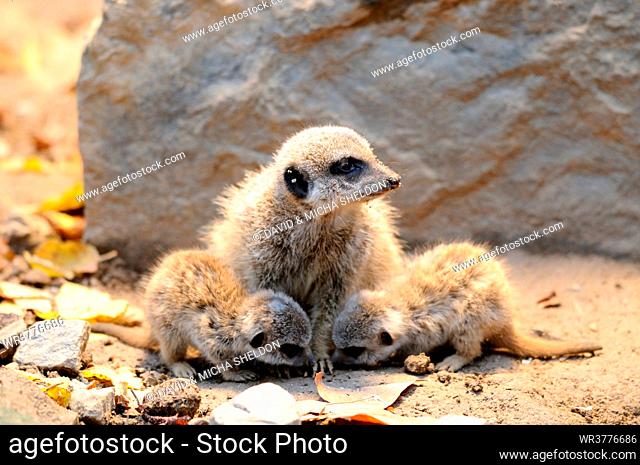 Meerkats (Suricata suricatta) mother and puppies