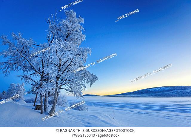 Snow covered trees in extreme cold temperatures, Lapland, Sweden