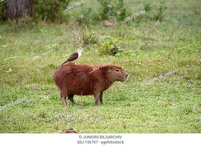 Caybara - standing on meadow with bird on its back / Hydrochoerus hydrochaeris
