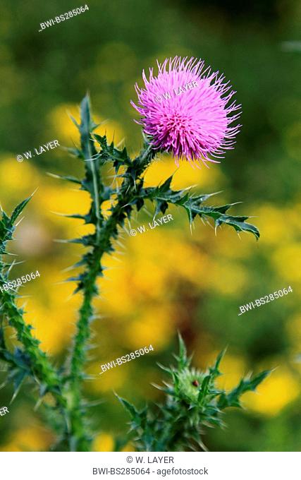 acanthus thistle, plumeless thistle, curled thistle (Carduus acanthoides), blooming, Germany