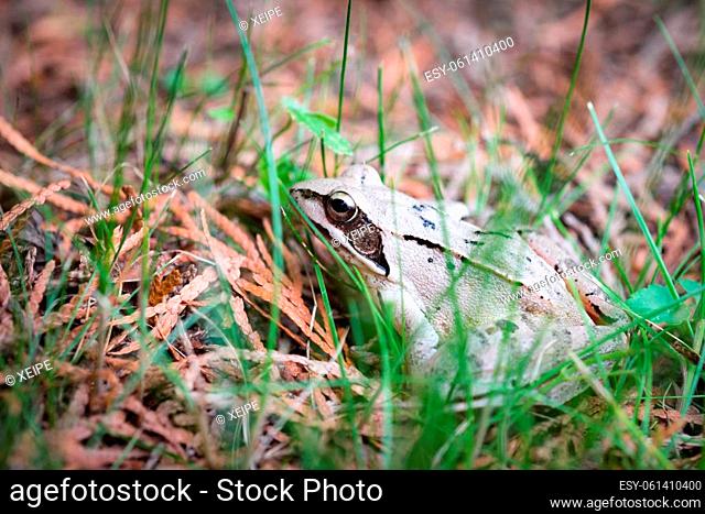 Beautiful little brown frog sits in the grass and on the wood in a bright summer garden