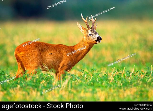 Roe deer, capreolus capreolus, buck standing on a field and sniffing with nose in rutting season. Mammal in wilderness stretching neck and holding head up