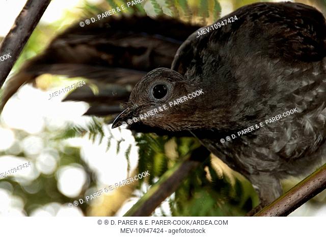 Superb Lyrebird - female above nest Sherbrooke Forest, Victoria, Australia
