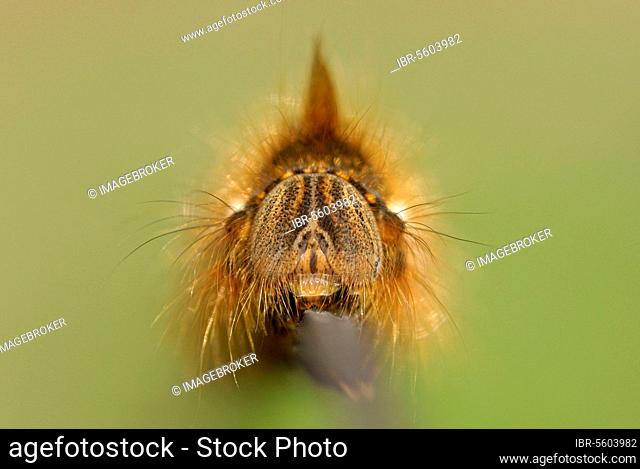 Drinker Moth (Euthrix potatoria) caterpillar, on grass stalk, Prembrey Country Park, South Wales, United Kingdom, Europe
