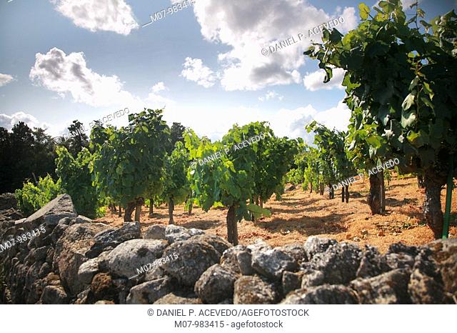 Vines in Ferreira, Ribera Sacra, Galicia