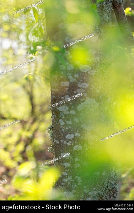 Bird-cherry tree trunk, blurred green leaves, bokeh background