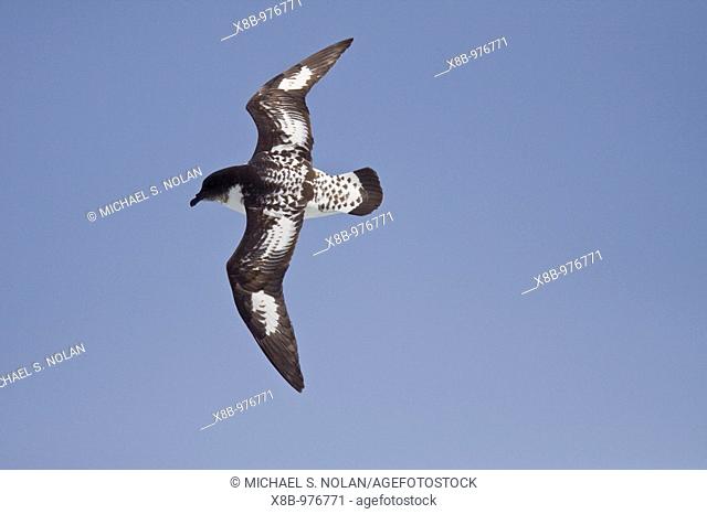 Adult cape petrel Daption capense on the wing in and around the Antarctic peninsula  This petrel is sometimes also called the pintado petrel