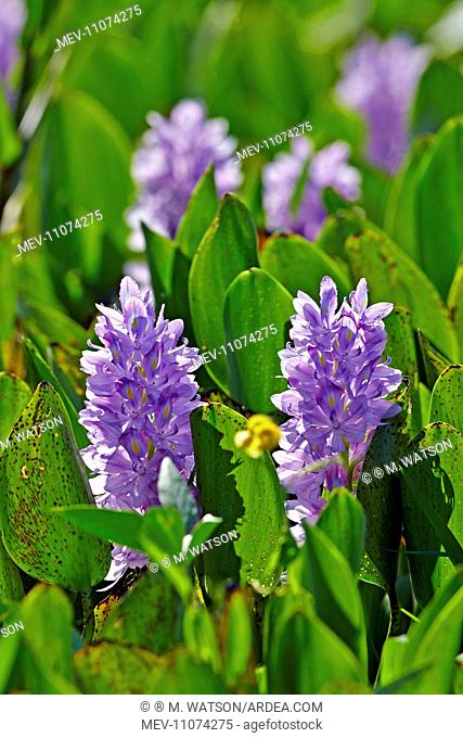 Common Water Hyacinth Pantanal area Mato Grosso Brazil South America