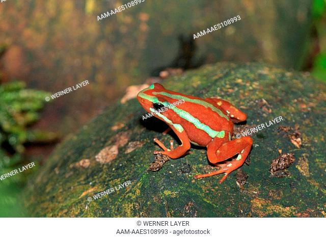Phantasmal poison frog sit on a stone (Epipedobates tricolor)