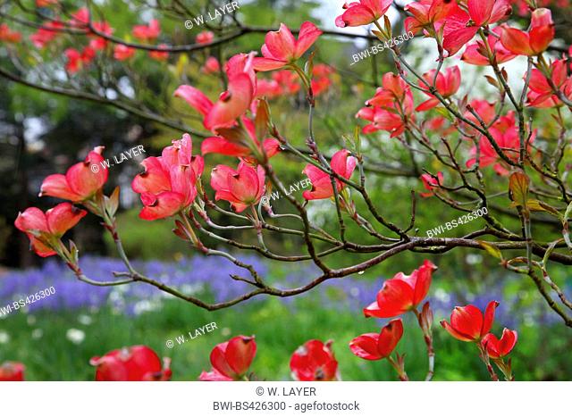flowering dogwood, American boxwood (Cornus florida 'Rubra', Cornus florida Rubra), blooming, cultivar Rubra