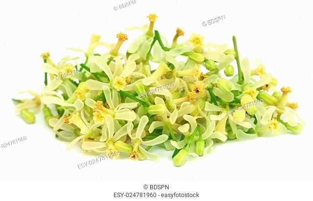 Medicinal neem flower over white background