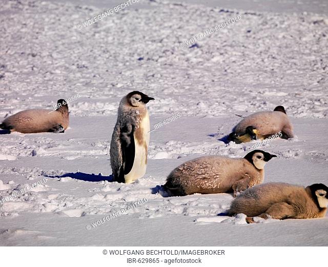 Emperor Penguins (Aptenodytes forsteri) at Cape Washington, Antarctic