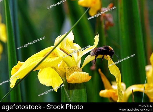 Hummel auf der Blüte einer Sumpf-Schwertlilie (Iris pseudacorus) – auch Gelbe Schwertlilie oder Wasser-Schwertlilie