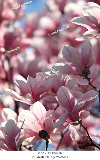 Pink and white Tulip Magnolia (Magnolia liliiflora) flowers bursting into bloom on a tree in Toronto, Ontario, Canada. The Tulip Magnolia is also commonly known...