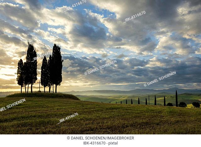 Cypress (Cupressus), at San Quirico d'Orcia, Val d'Orcia, Province of Siena, Tuscany, Italy