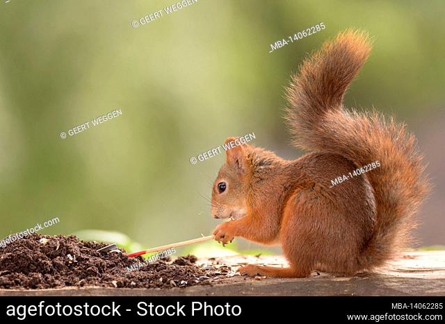 red squirrel standing with a spade and with sand