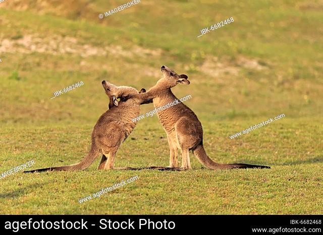 Eastern grey kangaroo (Macropus giganteus), adult, male, two, fighting, on grassland, Maloney Beach, New South Wales, Australia, Oceania