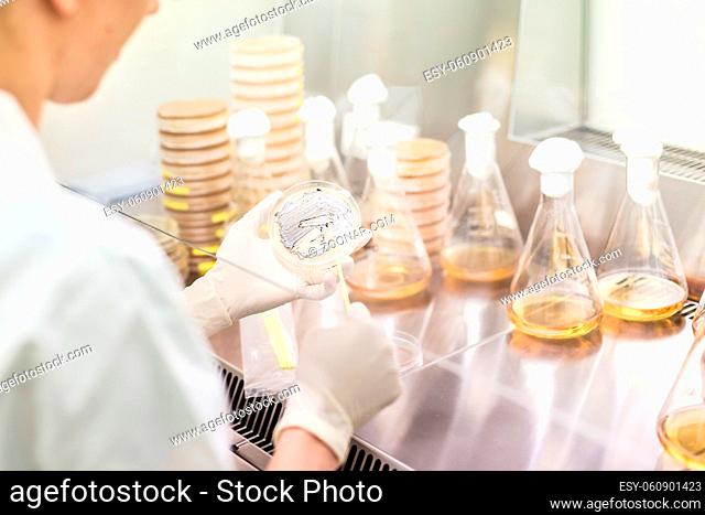 Female scientist working with laminar flow at corona virus vaccine development laboratory research facility. Corona virus pandemic concept