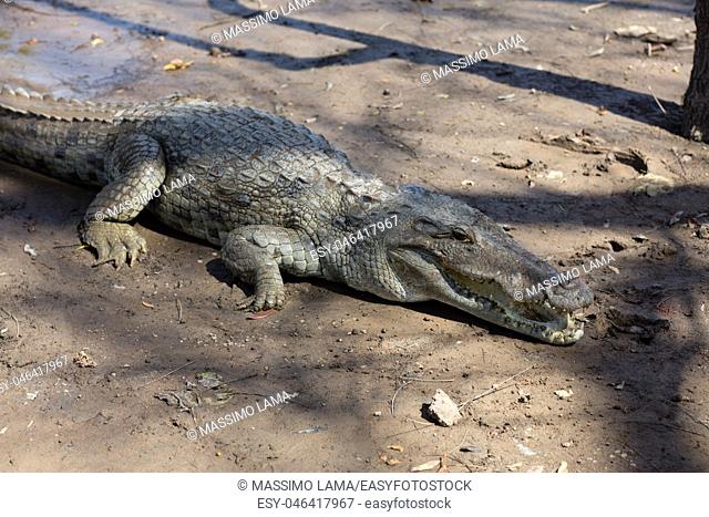 Sacred crocodile in Sabou, Burkina Faso, Africa