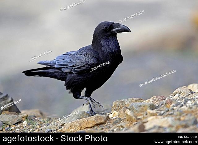 African northern raven (Corvus corax tingitanus), Fuerteventura, Spain, Europe