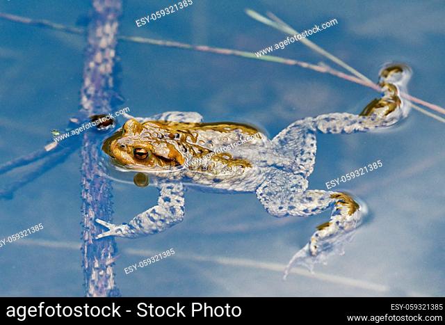 Common toad (Bufo bufo) swin in a pond level