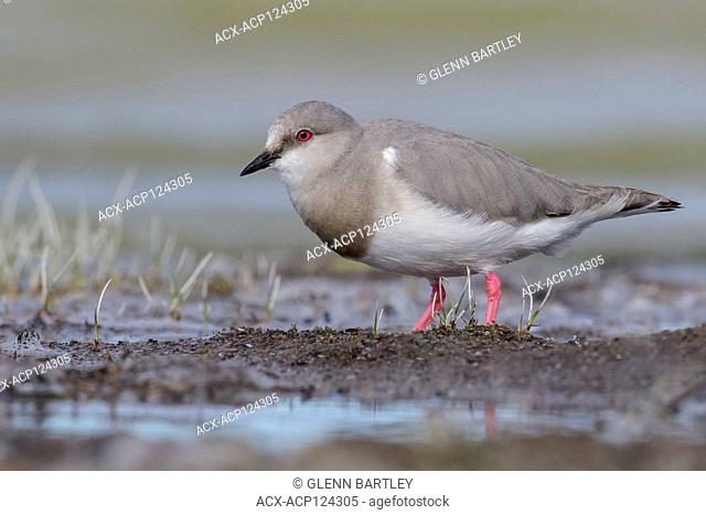 Magellanic Plover (Pluvianellus socialis) feeding along the shoreline of a lake in Patagonia, Chile
