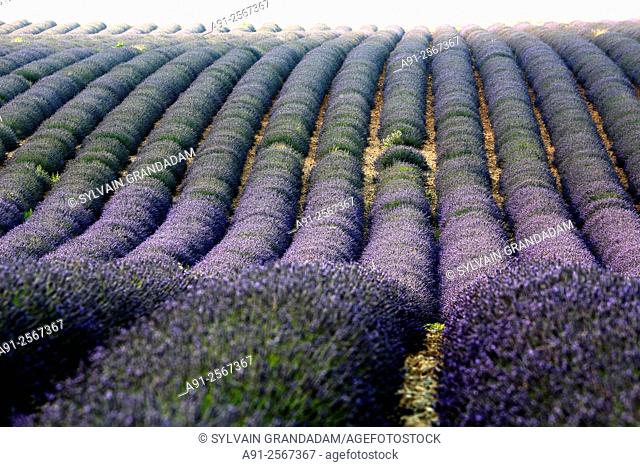 France, Provence, Alpes de Haute-Provence (04), Valensole Plateau, Valensole during the july lavander festival after completion of the crop, lavender fields