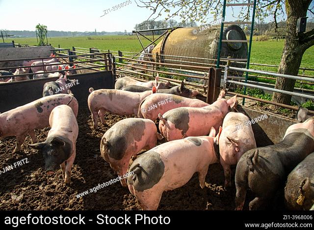 pigs at biological farm in de Achterhoek, Gelderland