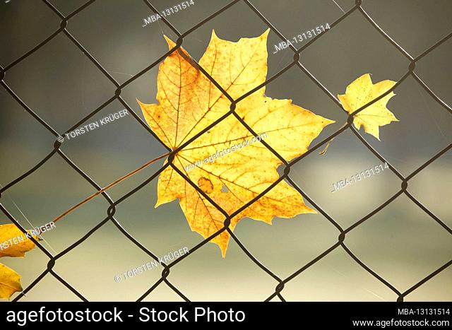 Autumn leaves, yellow discolored maple leaves on a fence in the backlight, Germany, Europe