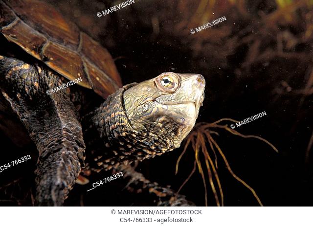 Freshwater Rivers Galicia Spain Mediterranean pond turtle Mauremys leprosa