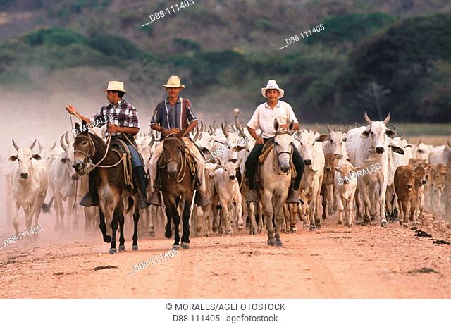 Indian cowboys farming Nelore cattle. Hato Pinero, Los Llanos, Venezuela