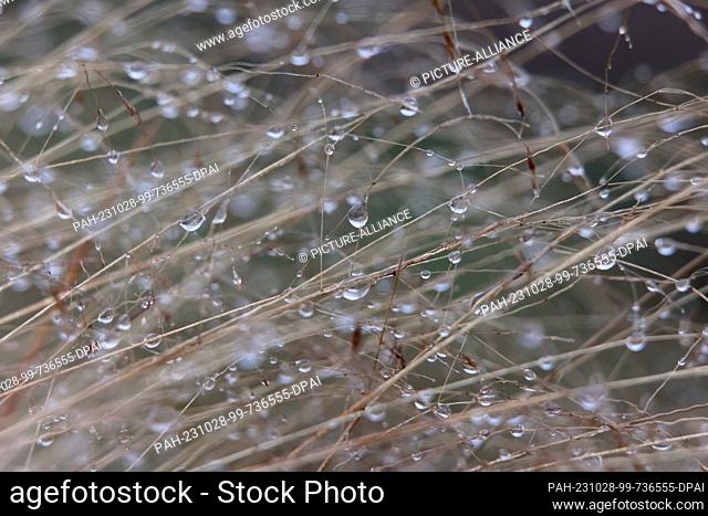 28 October 2023, Saxony-Anhalt, Elend: Raindrops hang on blades of grass in a forest area in the Harz Mountains. Photo: Matthias Bein/dpa