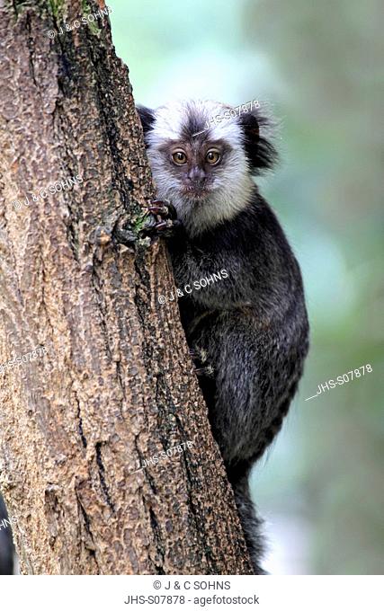 White-Headed Marmoset, Tufted-Ear Marmoset, Geoffroy`s Marmoset, Callithrix geoffroyi, Brazil, South America, young on tree