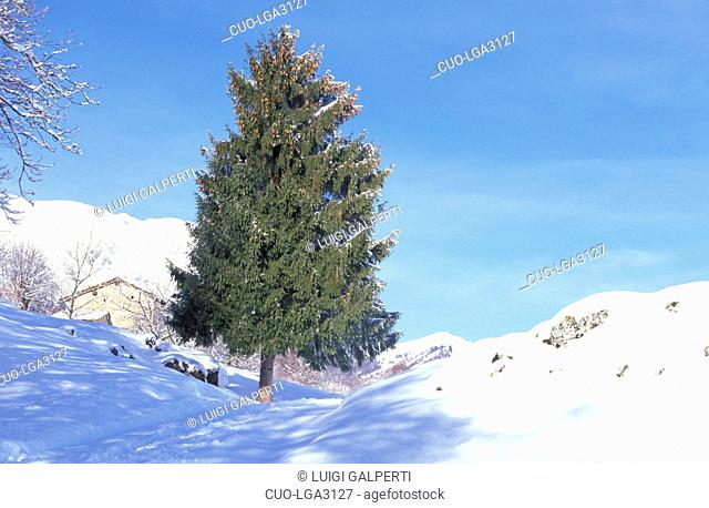 Picea excelsa, Valsassina, Lombardy, Italy