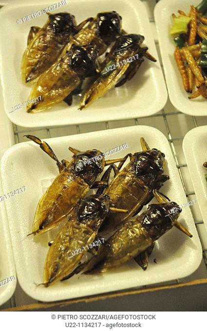 Chiang Rai (Thailand): fried bugs sold at the Night Bazaar